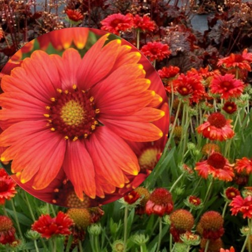 Gaillardia 'Sun Buddies Red' - Mõrsjalill 'Sun Buddies Red' P9/0,55L